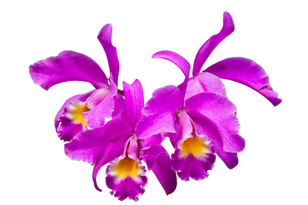 Guaria Morada, flor nacional